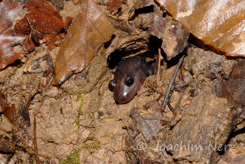Phaeognathus hubrichti Phaeognathus hubrichti