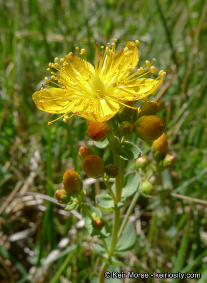 Hypericum scouleri