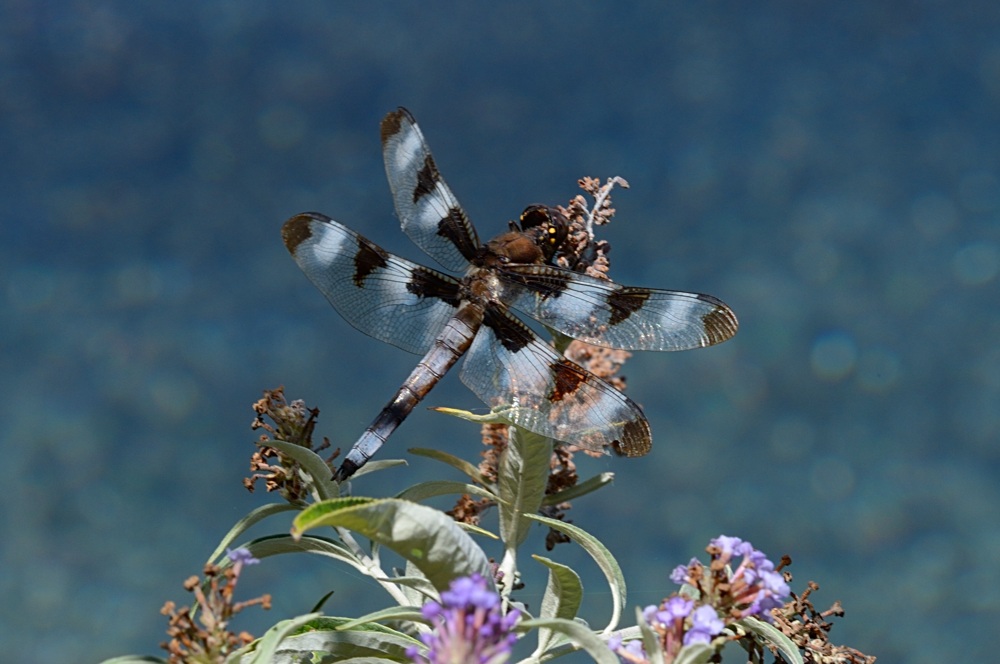 Libellula pulchella