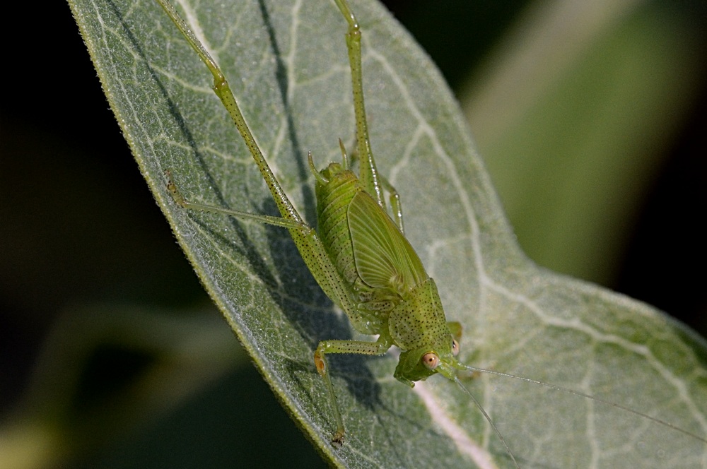 Phaneroptera nana Phaneroptera nana