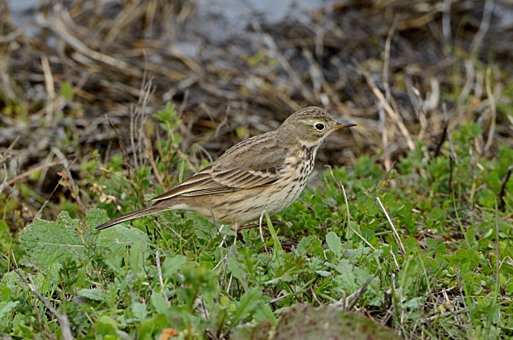 Anthus rubescens rubescens