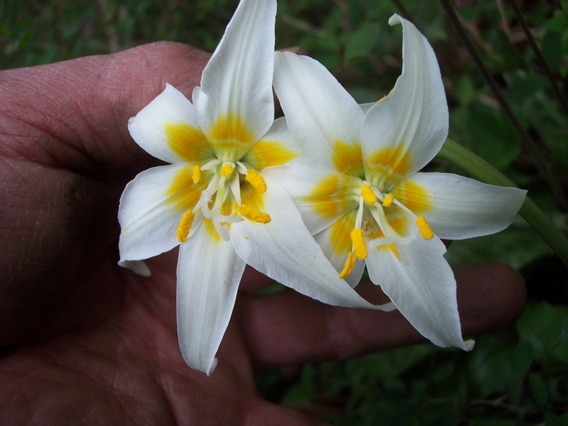 Erythronium oregonum Erythronium oregonum