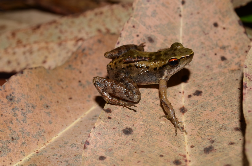 Crossodactylus timbuhy