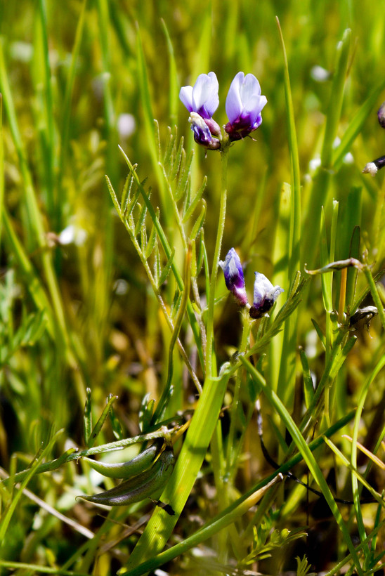 Astragalus tener var. tener