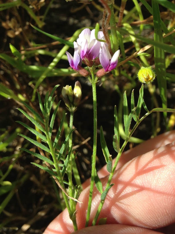 Astragalus tener var. tener