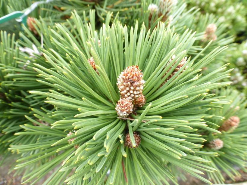 Pinus heldreichii