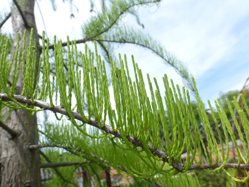 Taxodium ascendens