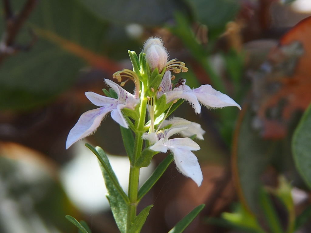 Teucrium glandulosum