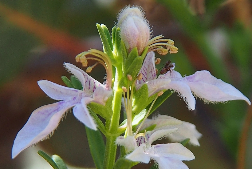 Teucrium glandulosum Teucrium glandulosum