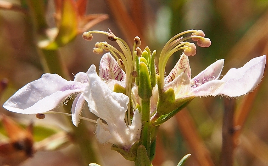 Teucrium glandulosum Teucrium glandulosum