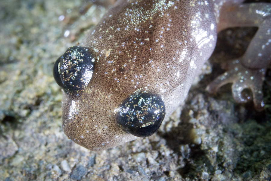 Aneides lugubris Aneides lugubris