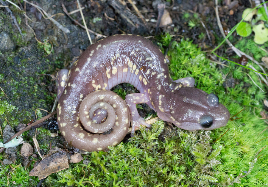 Aneides lugubris Aneides lugubris