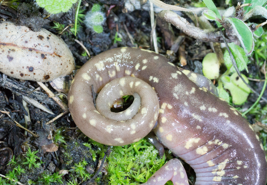 Aneides lugubris Aneides lugubris