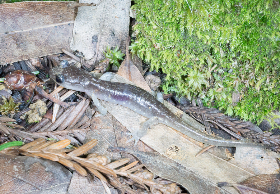 Aneides lugubris Aneides lugubris