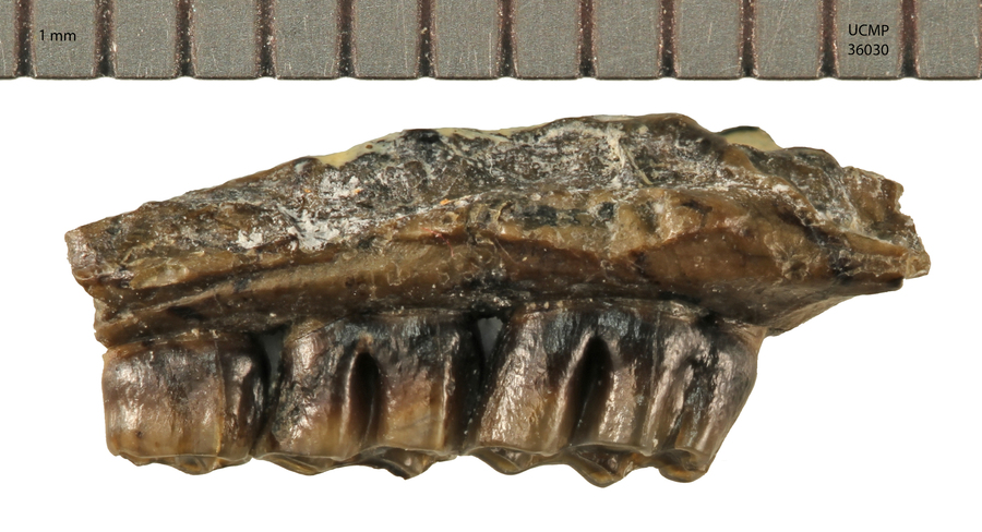 Pliotomodon primitivus