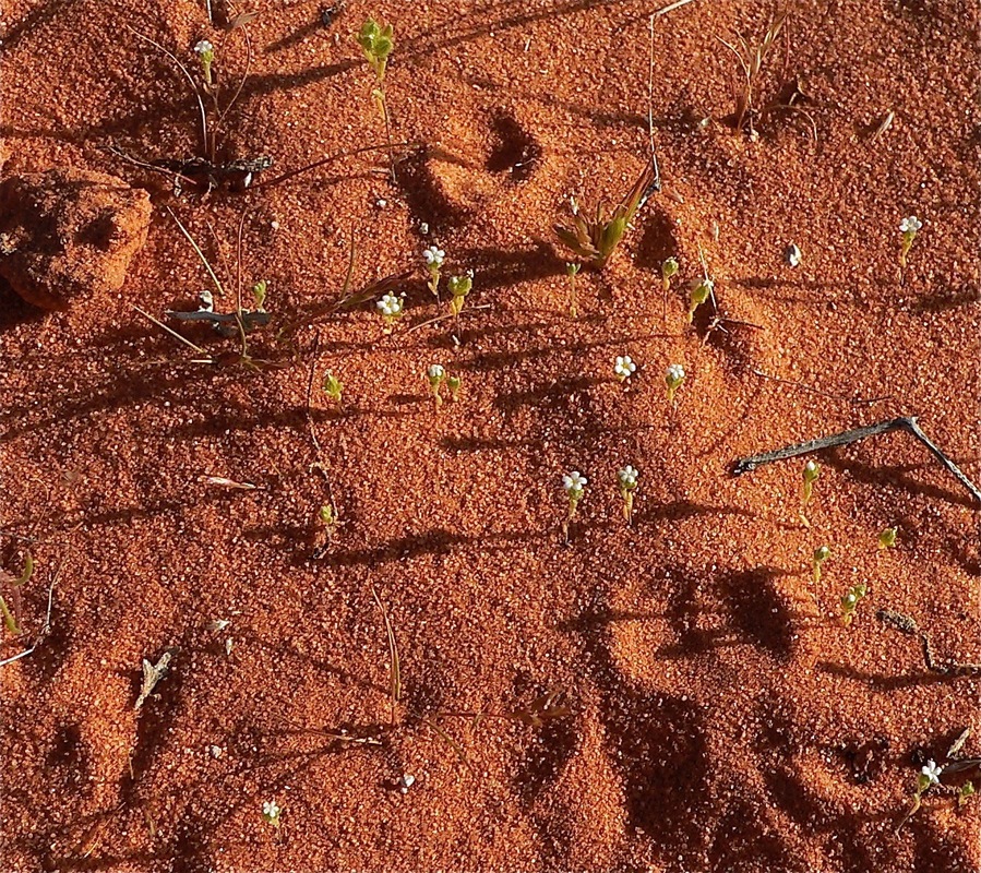 Cryptantha sp.