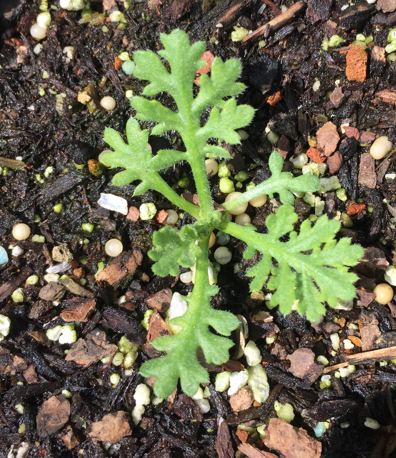 Cota tinctoria ssp. sancti-johannis