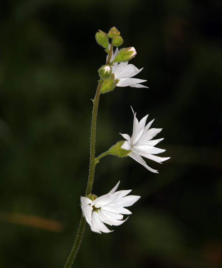 Lithophragma affine