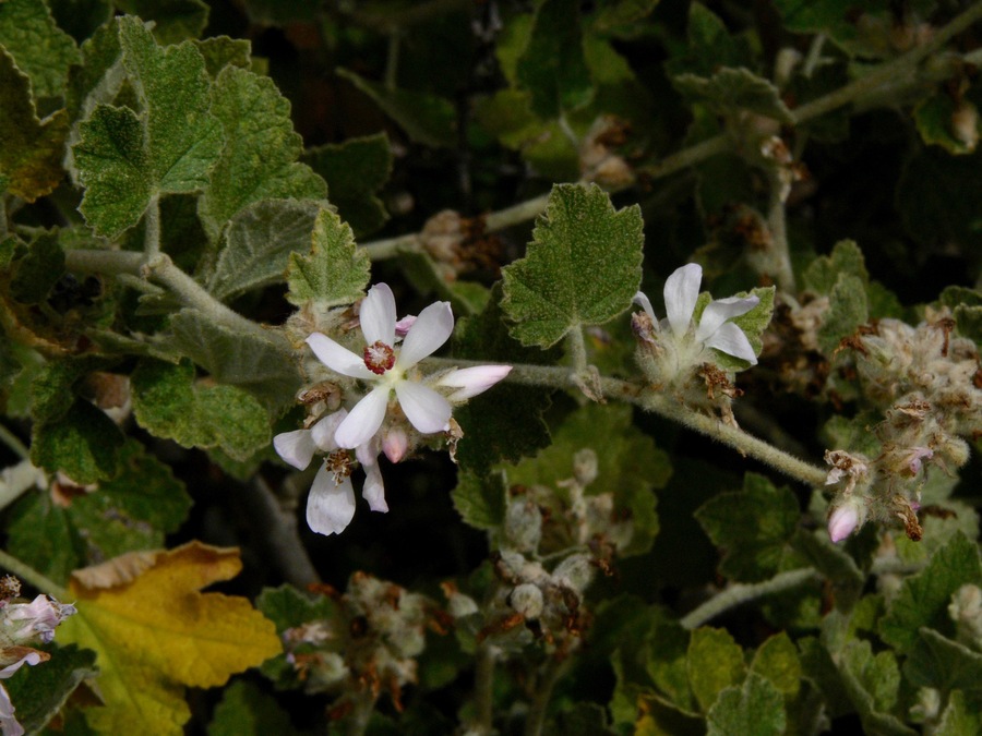 Malacothamnus clementinus