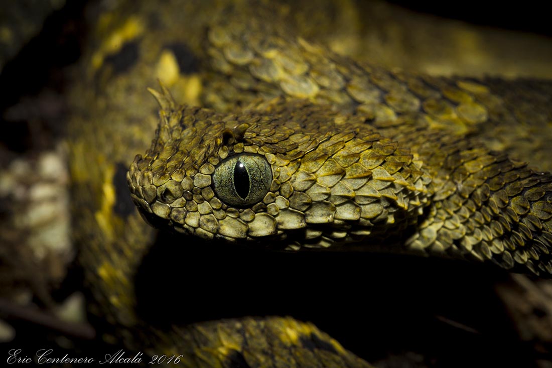 atheris ceratophora atheris ceratophora