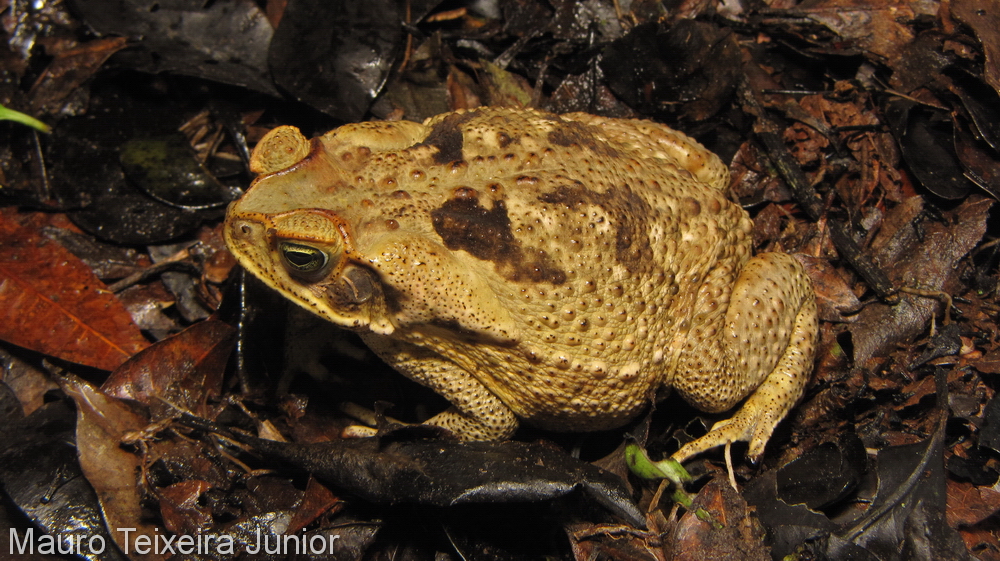 Rhinella rubescens