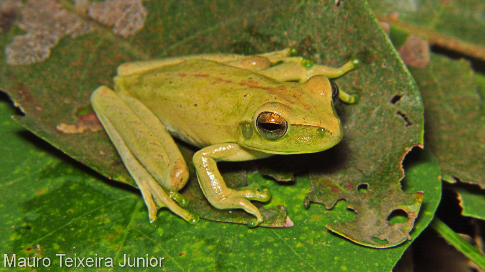 Boana raniceps