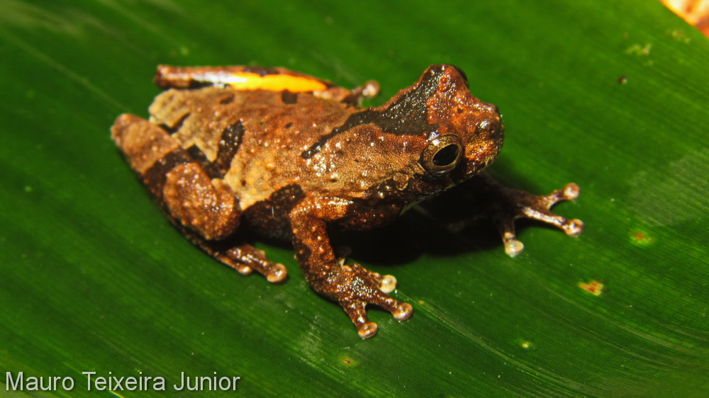 Dendropsophus parviceps