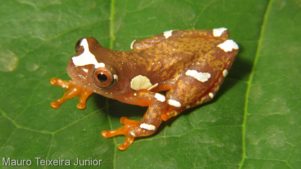 Dendropsophus sarayacuensis