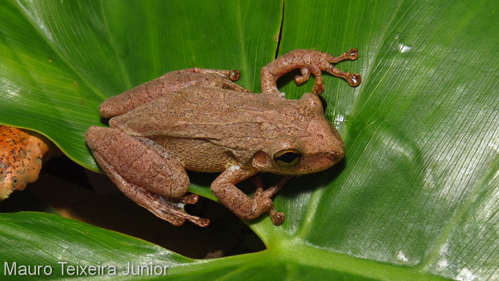 Scinax eurydice