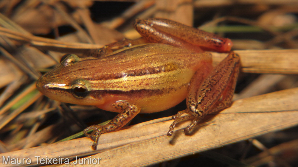 Scinax squalirostris