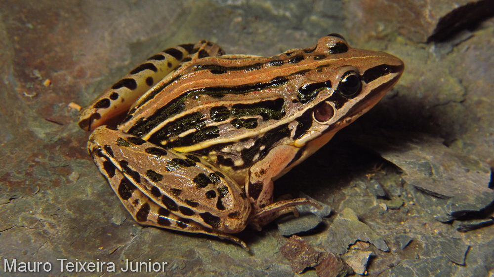 Leptodactylus gracilis