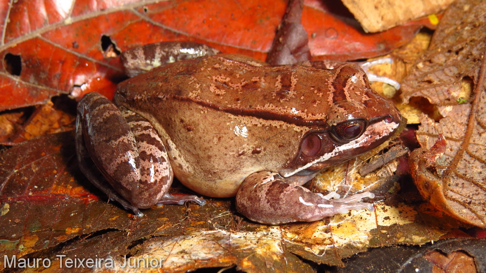 Leptodactylus rhodomystax