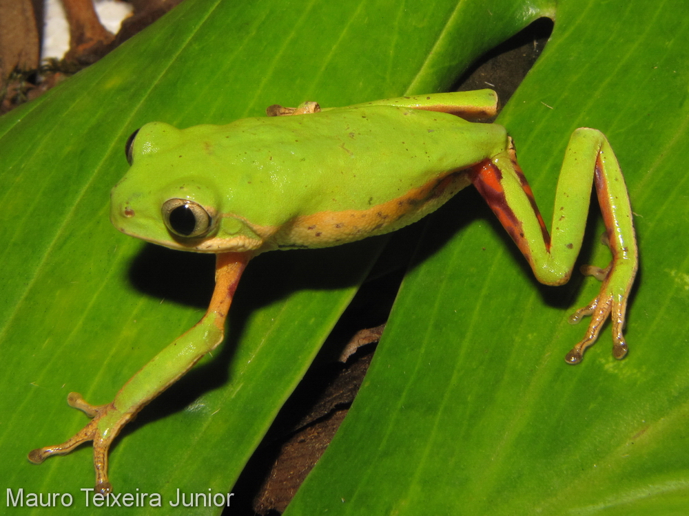 Phyllomedusa rohdei