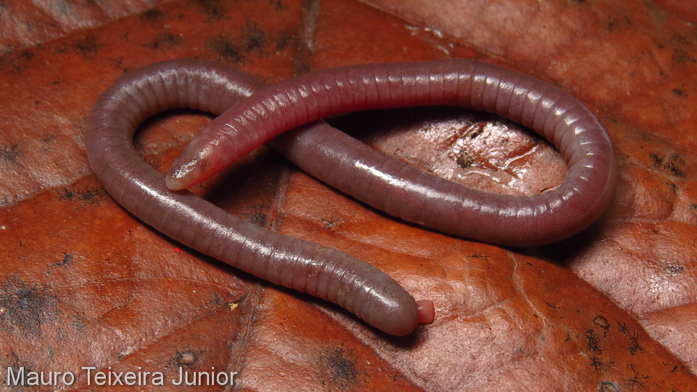 Siphonops hardyi