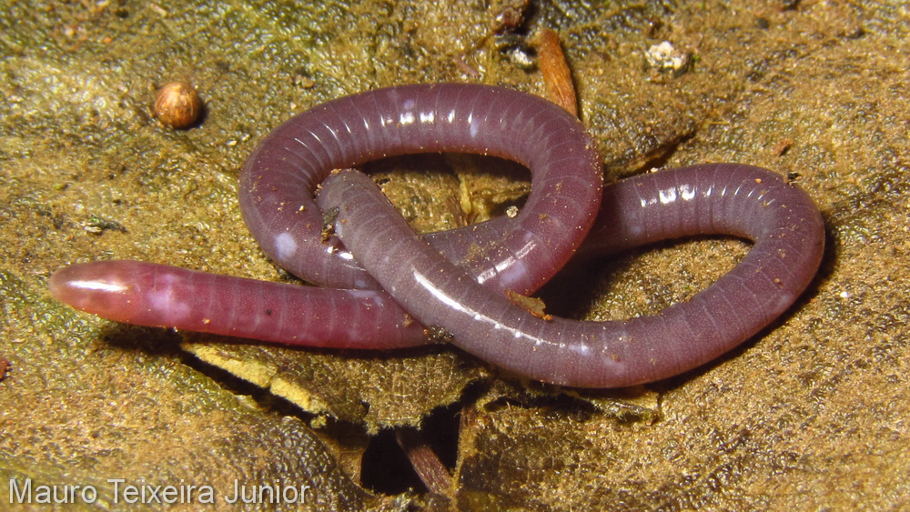 Siphonops hardyi