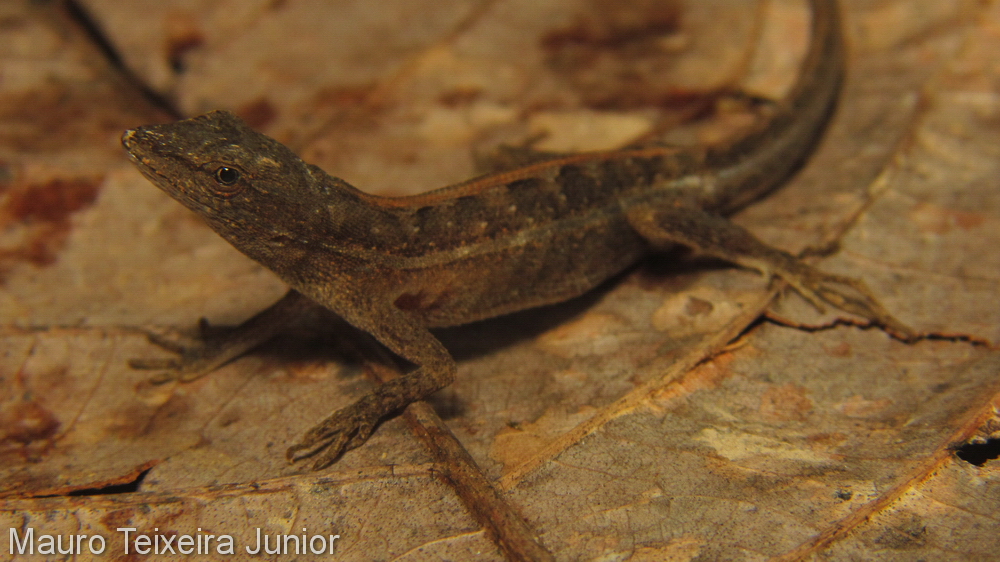 Anolis auratus