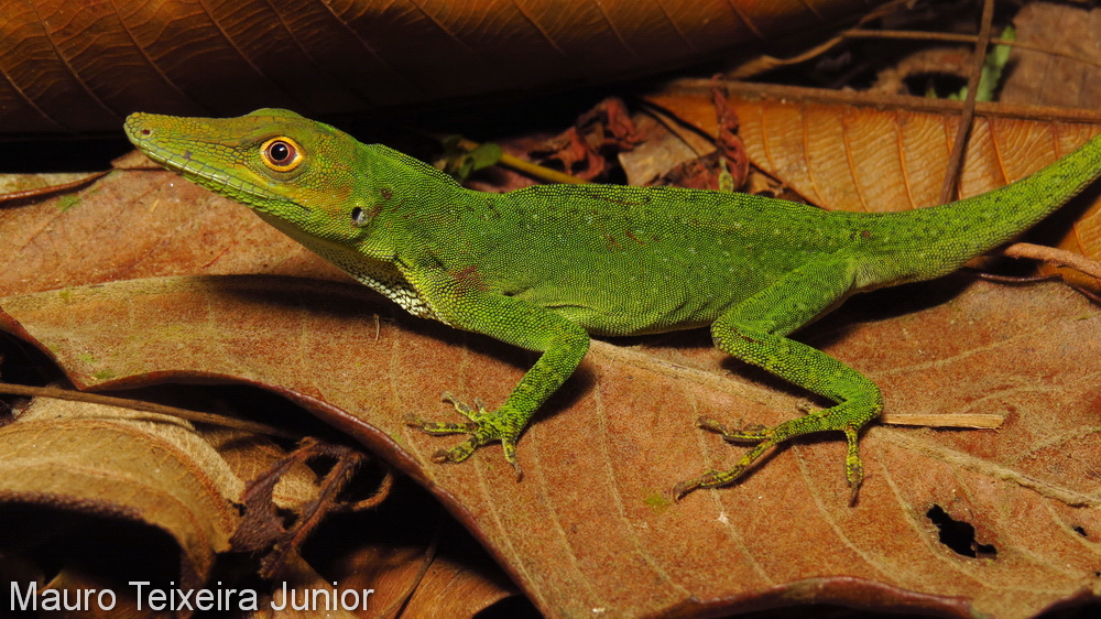 Anolis punctatus Anolis punctatus