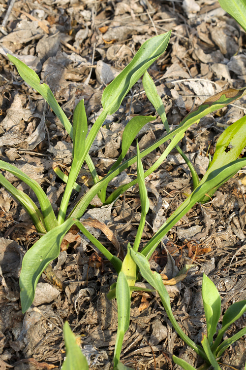 Sagittaria sanfordii