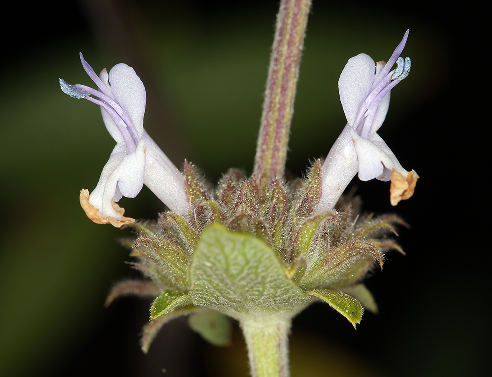 Salvia mellifera