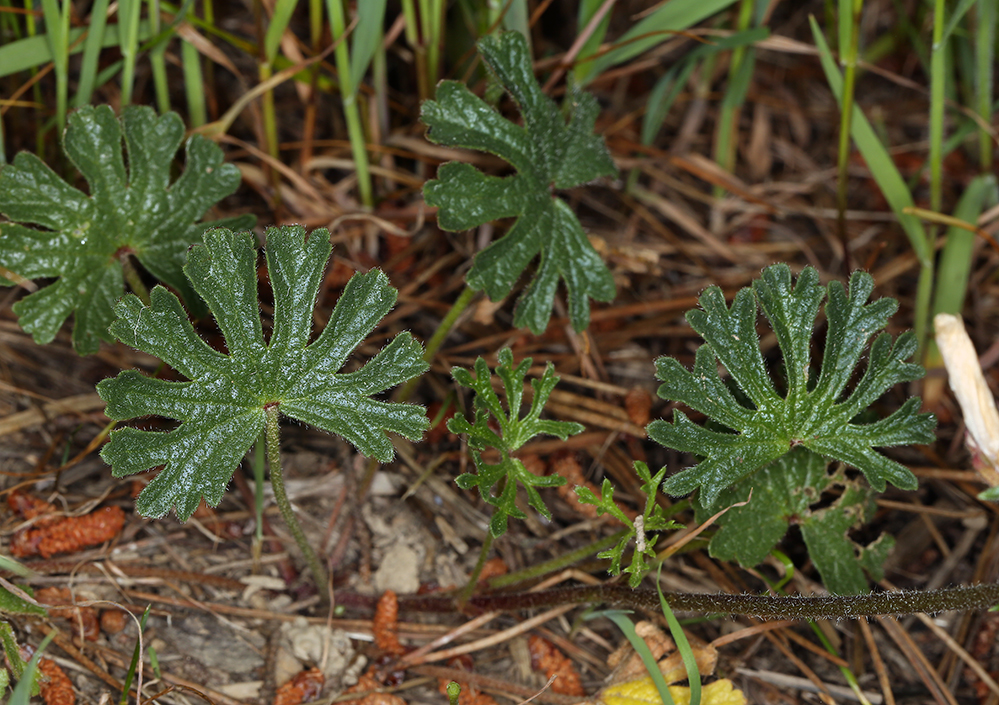 Sidalcea malviflora ssp. malviflora