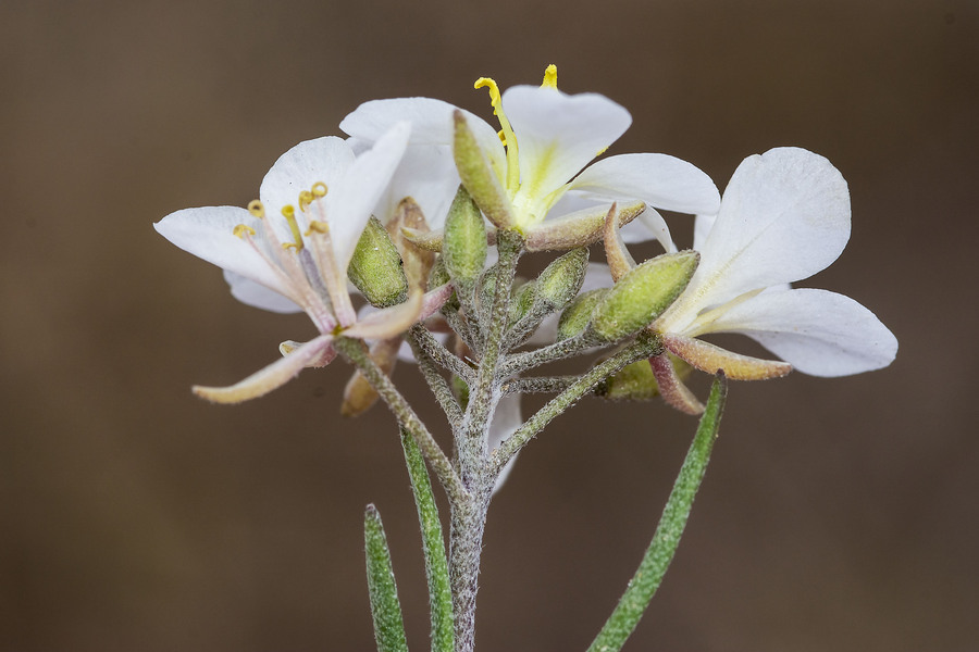 Nerisyrenia linearifolia