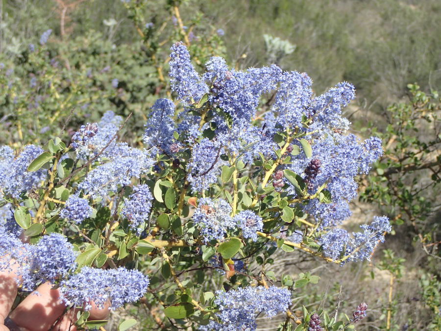 Ceanothus pendletonensis