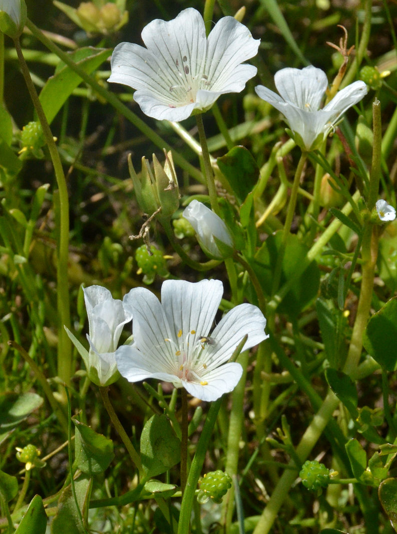 Limnanthes alba ssp. versicolor