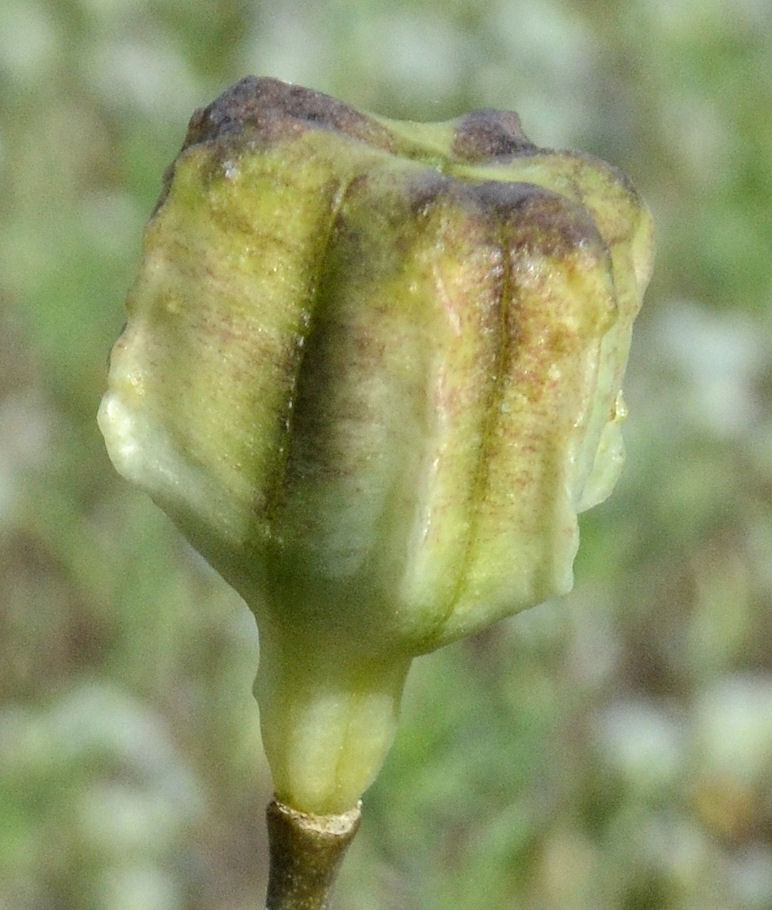 Fritillaria agrestis