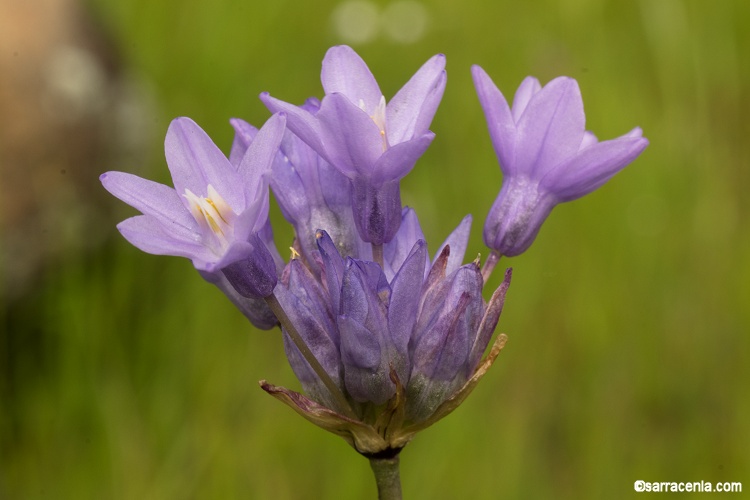 Dipterostemon capitatus