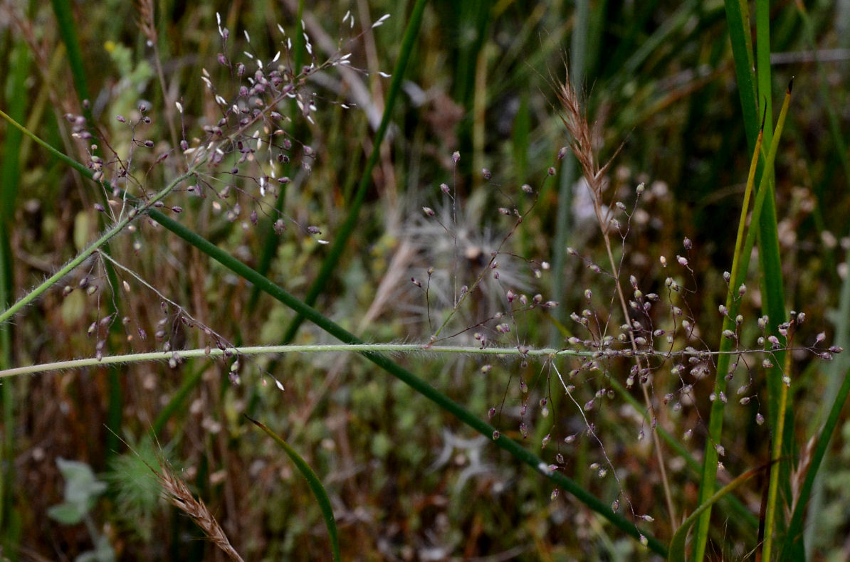 Panicum capillare