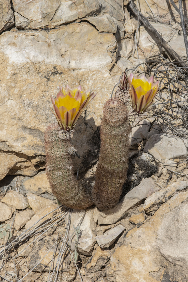 Echinocereus dasyacanthus