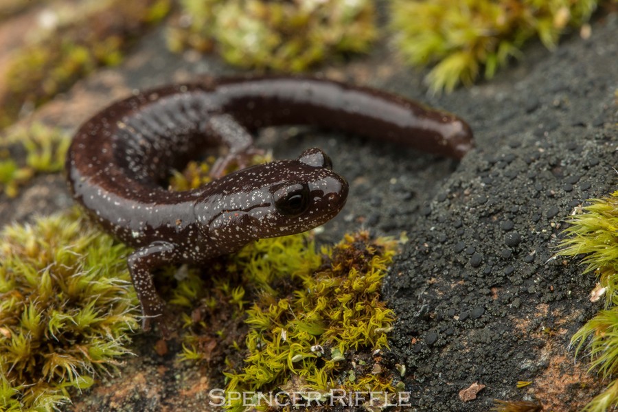 Plethodon stormi