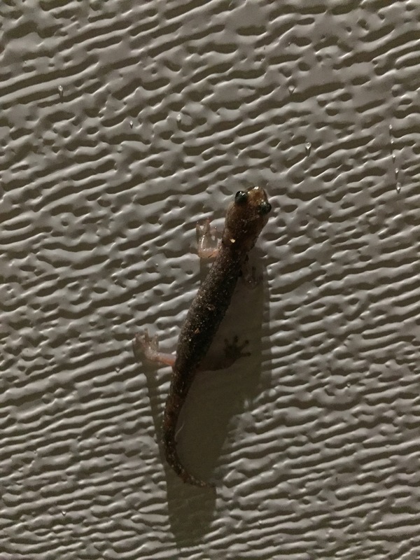 Aneides ferreus