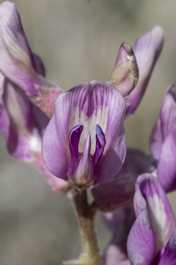 Astragalus tephrodes var. tephrodes